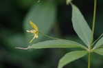 Whorled yellow loosestrife